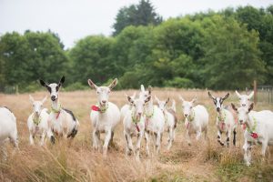 Field of Goats - Cypress Grove Chevre