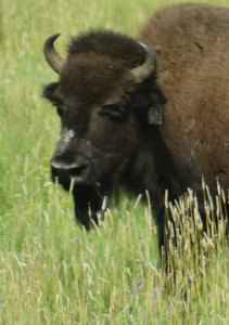 bison headshot